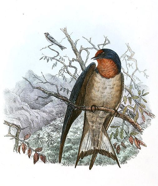 File:Hirundo angolensis 1894.jpg