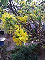 Yellow Mai flowers at Tết