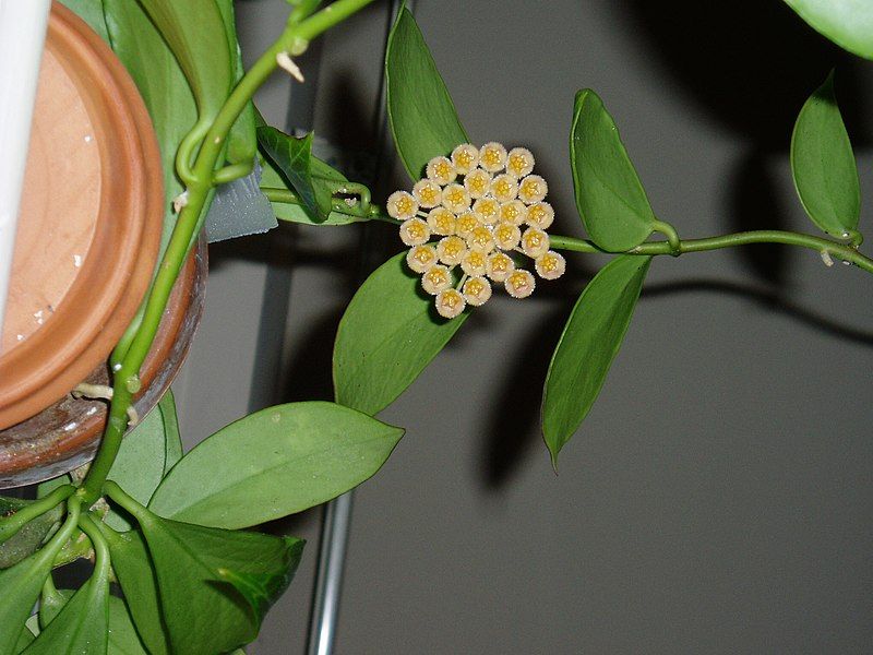 File:Hoya obscura flower.jpg