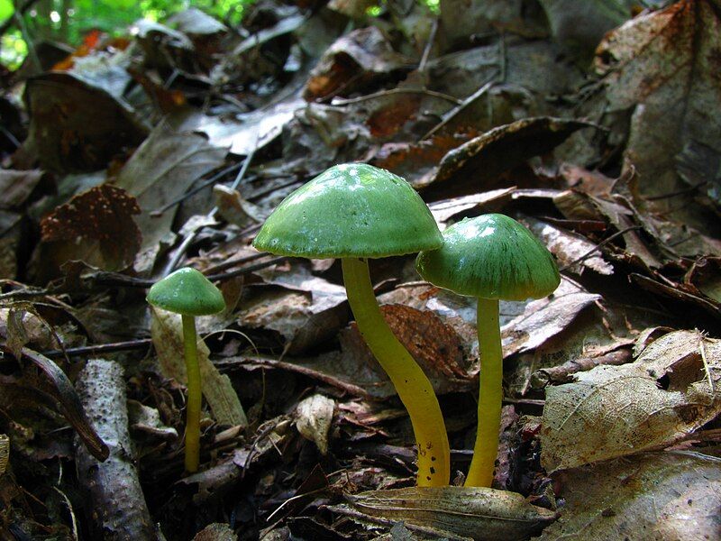 File:Hygrocybe psittacina 54530.jpg