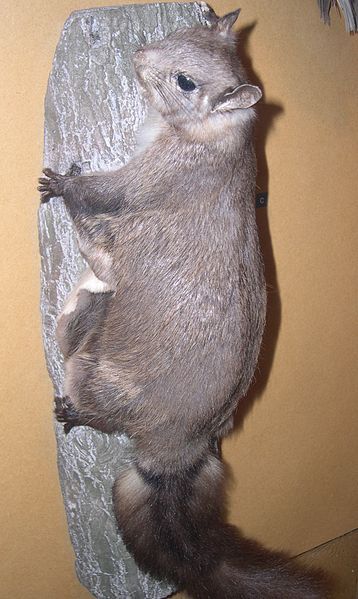 File:Hylopetes nigripes.jpg