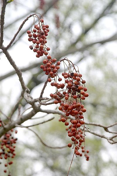 File:Idesia fruit.jpg