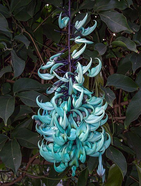 File:Jade vine (70200).jpg