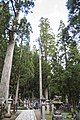 The tall conifers in the cemetery.