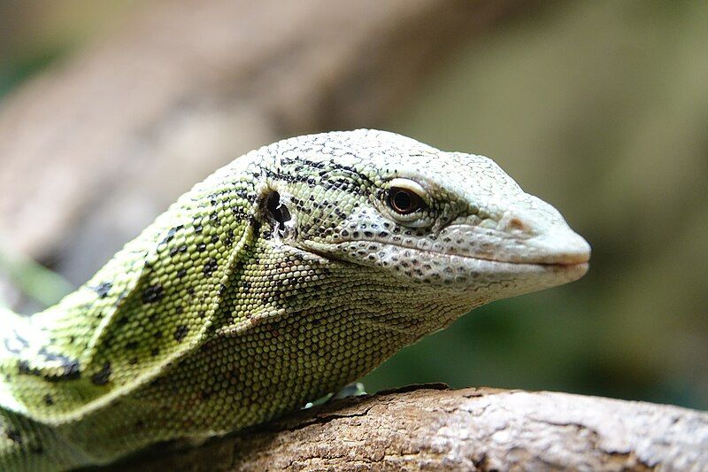 File:Lézard (Varanus reisingeri).jpg