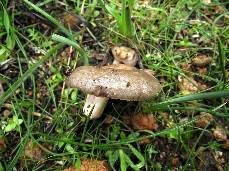 File:Lactarius cistophilus 512073.jpg