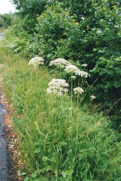 File:Laserpitium latifolium Aubrac.jpg