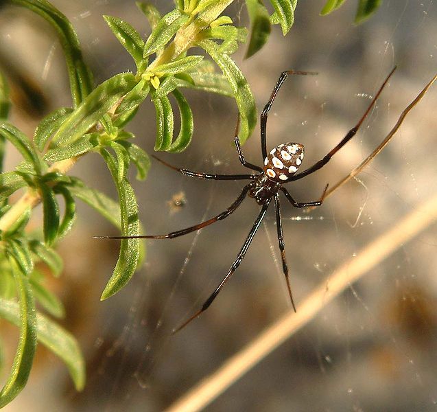 File:Latrodectus tredecimguttatus male.jpg