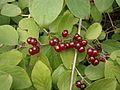 Lonicera xylosteum fruits