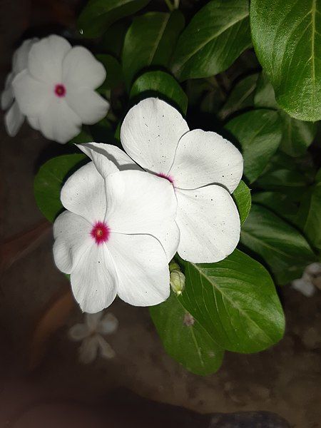 File:Madagascar periwinkle bdl1.jpg