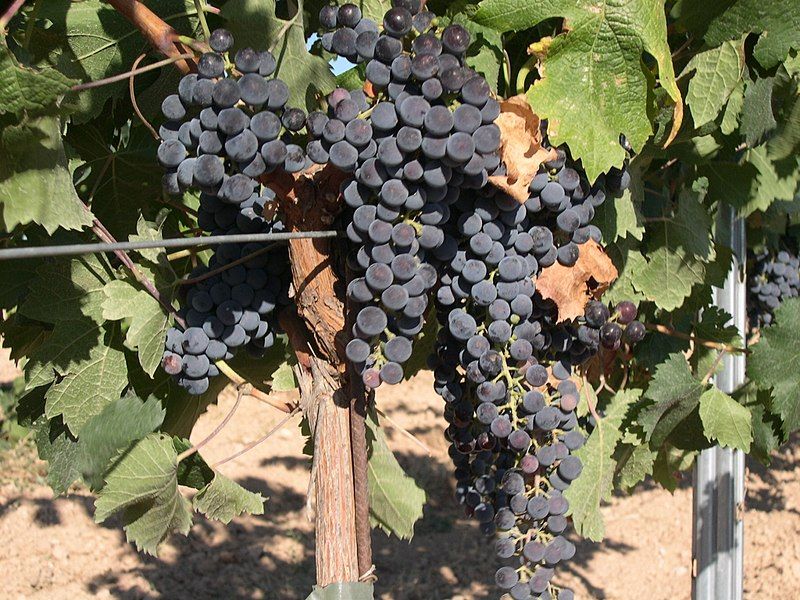 File:Merlot Grape.jpg