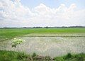 A vast paddy field in San Leonardo, Nueva Ecija, Philippines.