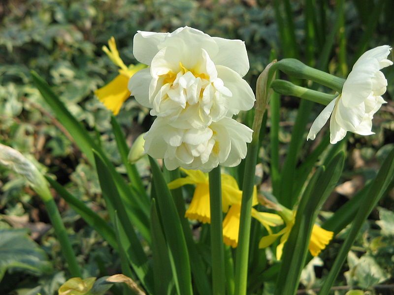 File:Narcissus Bridal Crown02.jpg