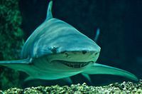 Captive sicklefin lemon shark at Sidney Aquarium