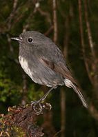 New Zealand Robin