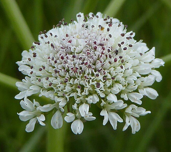 File:Oenanthe silaifolia flowers.jpg