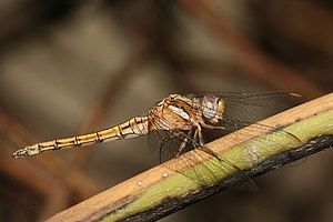 Female Orthetrum chrysostigma