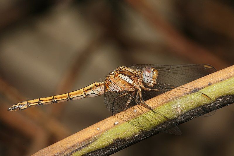 File:Orthetrum chrysostigma.jpg