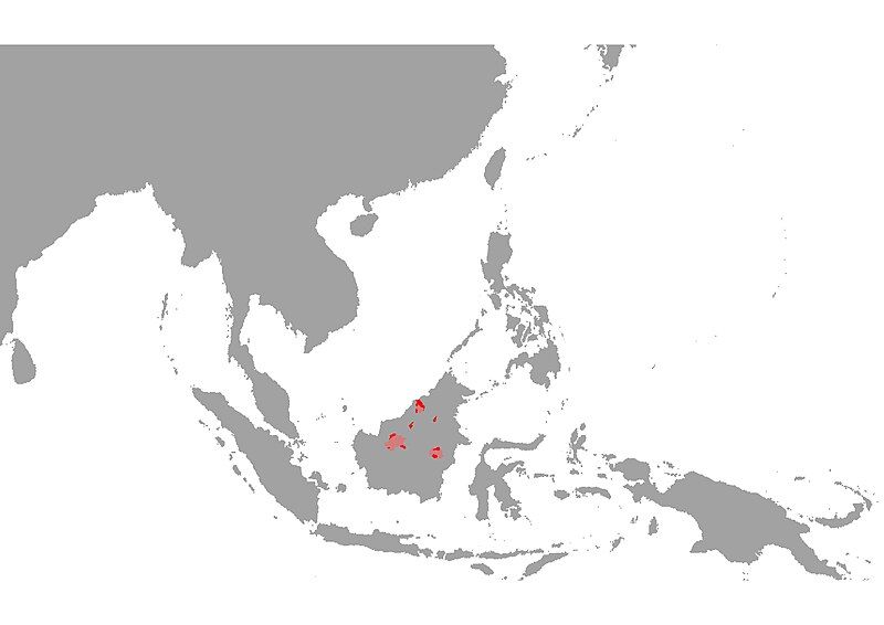 File:Osphronemus septemfasciatus Map.jpg