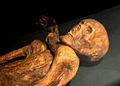 Image 7Reconstruction of Ötzi mummy as shown in Alpes-de-Haute-Provence, France. The original mummy and his remains and personal belongings are on exhibit at the South Tyrol Museum of Archaeology in Bolzano, South Tyrol, Italy. (from History of the Alps)