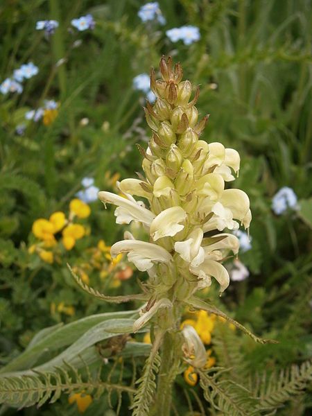 File:Pedicularis comosa 002.JPG