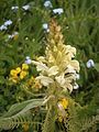 Pedicularis comosa