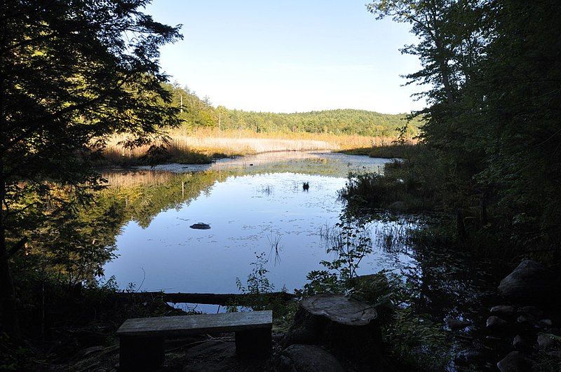 File:PeoplesStateForest BeaverBrookMeadow1.jpg