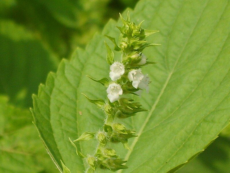 File:Perilla frutescens' flower.jpg