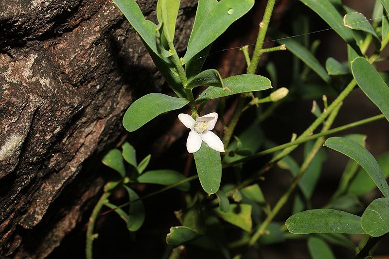 File:Philotheca glasshousiensis.jpg