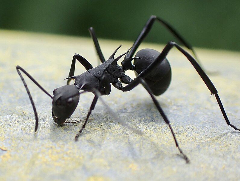 File:Polyrhachis abdominalis.jpg