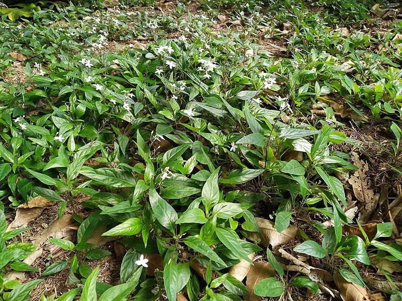 File:Pseuderanthemum variabile, Cairns.jpg