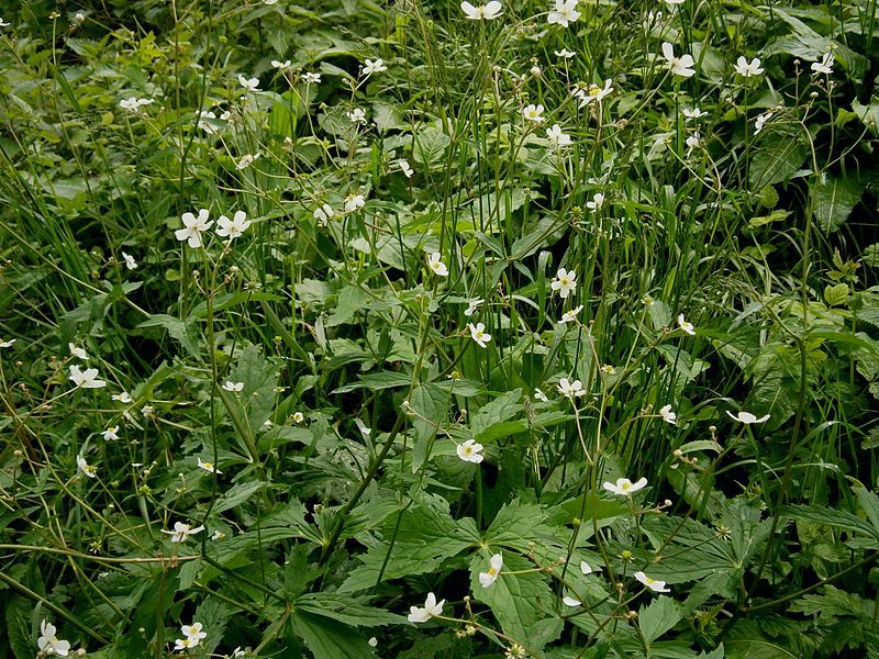 File:Ranunculus aconitifolius 04.jpg