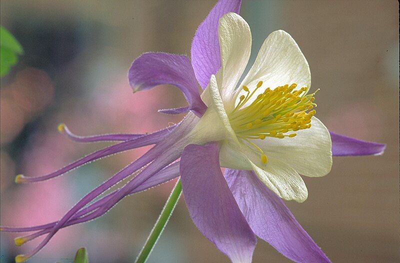 File:Rocky mountain columbine.jpg