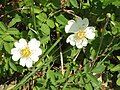 Rosa arvensis