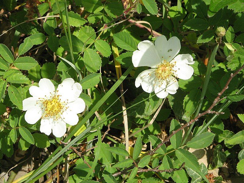 File:Rosa arvensis001.jpg