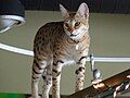 Scarlett's Magic Roaming Atop Savannah Cat Shoppe's Habitat