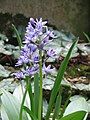 Scilla lilio-hyacinthus