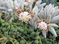 Senecio rowleyanus