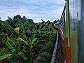 The Sibinuang train curves on the way from Padang to Pariaman