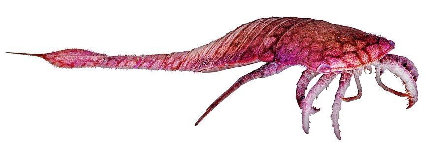 Slimonia acuminata