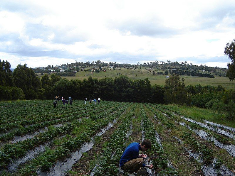 File:Sorell BerryFarm.JPG