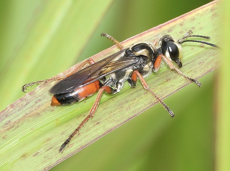 File:Sphex dorsalis.jpg