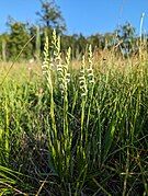 Spiranthes aestivalis