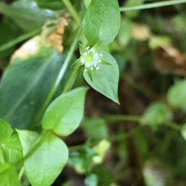 File:Stellaria crispa.jpg