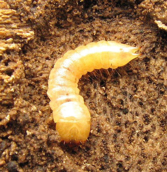 File:Synchroa punctata larva.jpg