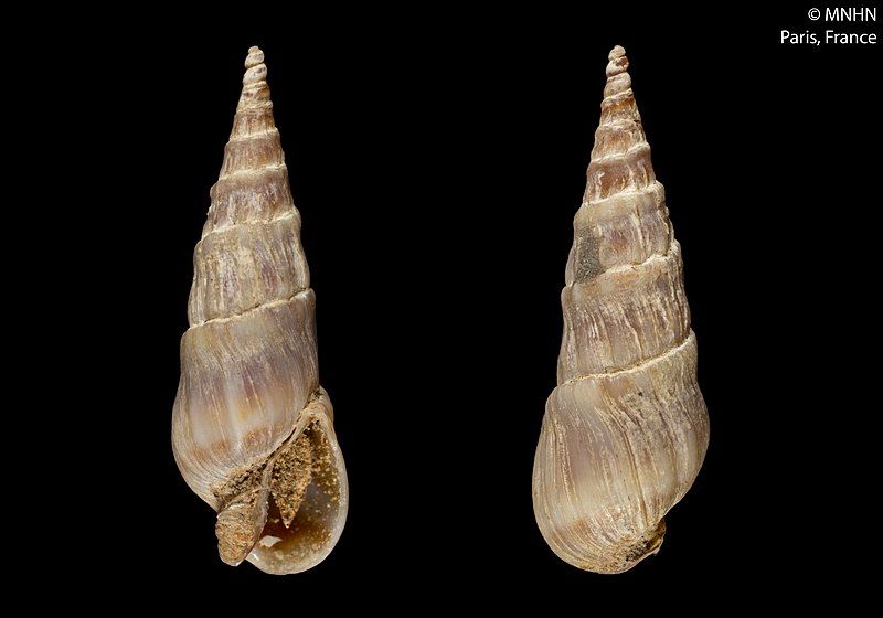 File:Terebra brevicula (MNHN-IM-2000-2368).jpeg