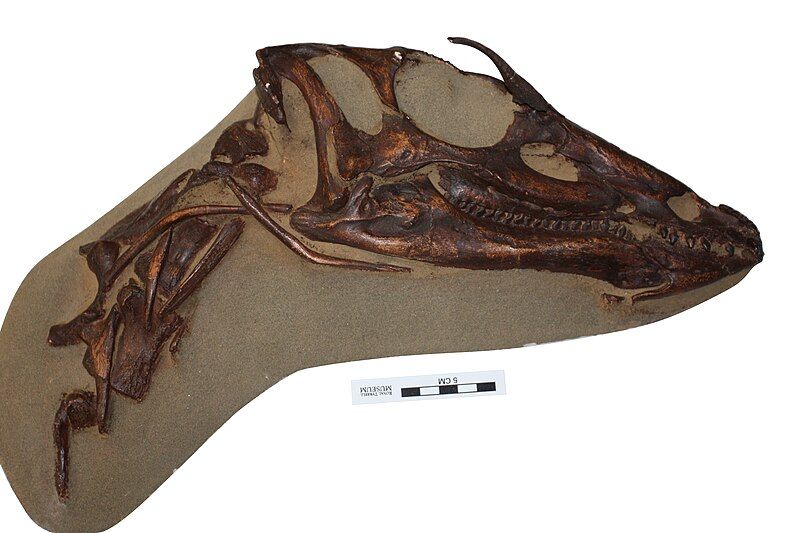 File:Thescelosaurus NCSM 15728.jpg