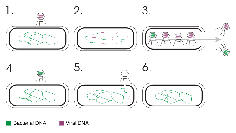 File:Transduction (genetics)en.svg