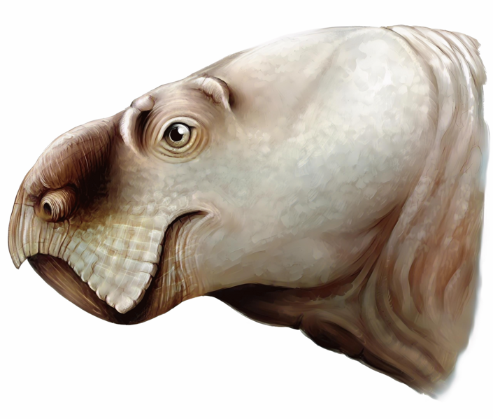 File:Ufudocyclops profile 2.png