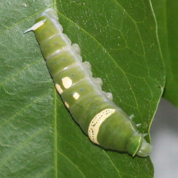 File:Ulysses Butterfly Caterpillar.jpg